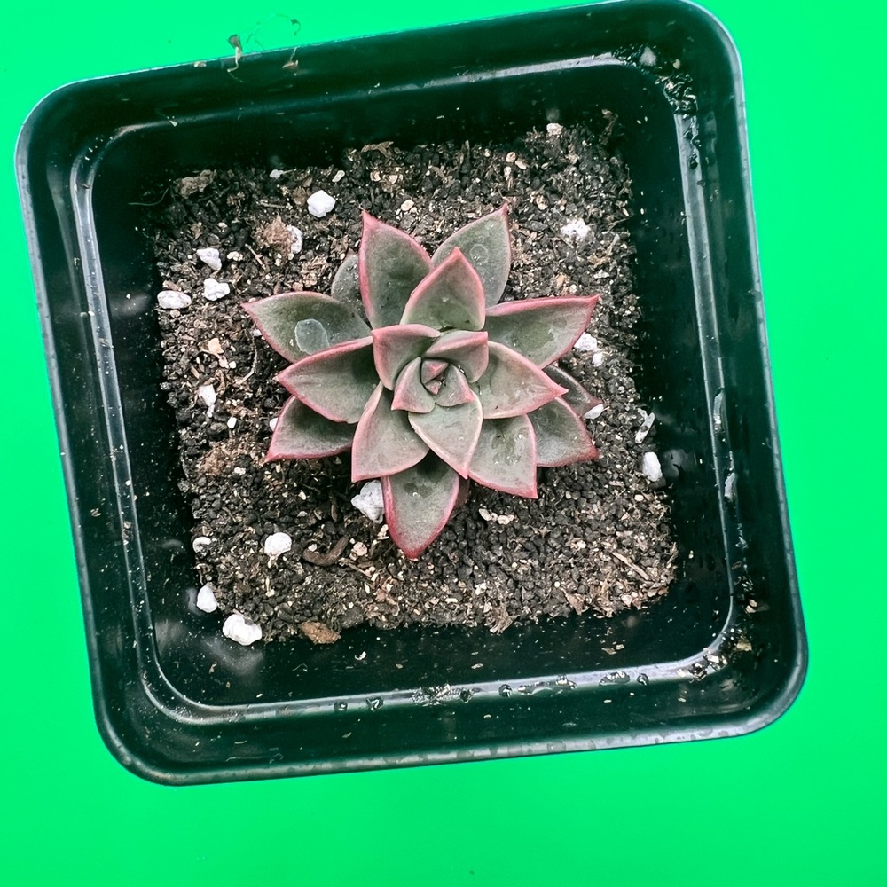 Echeveria Rosette “April Dawn”